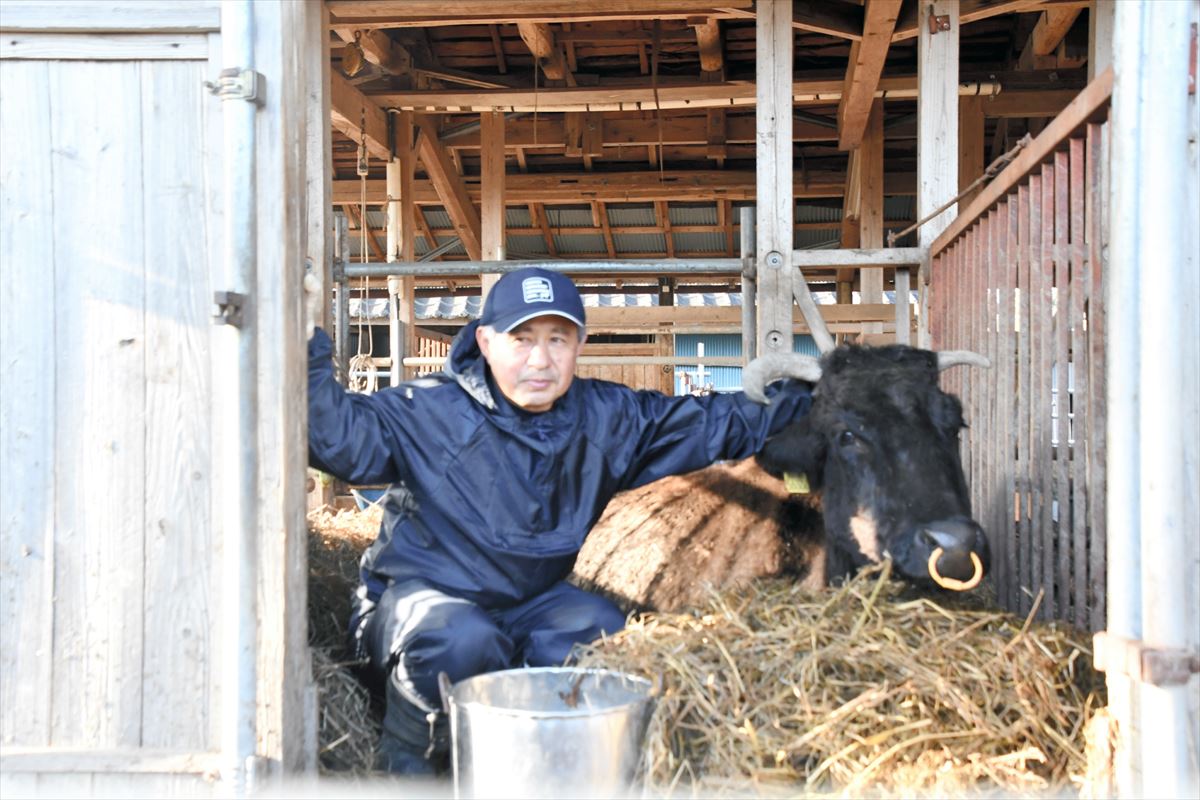 町内の自宅で飼育している黒毛和牛の世話をする光秀さん