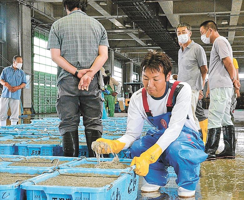 水揚げされたシラスを手にする鈴木さん。処理水海洋放出による売り上げ減少を懸念している=北茨城市の大津漁港