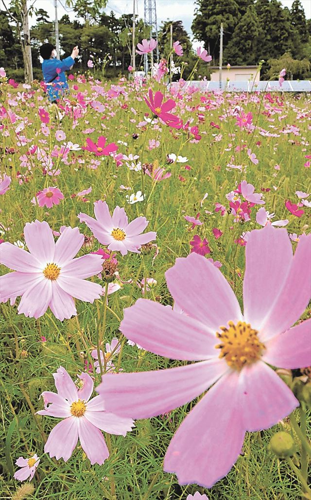 地域経済の復興に向けて整備された北産業団地の一角で咲き誇る「町の花」のコスモス=25日午前
