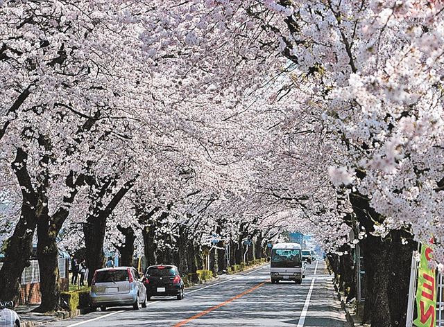 道路を覆う桜のトンネル=2009年4月