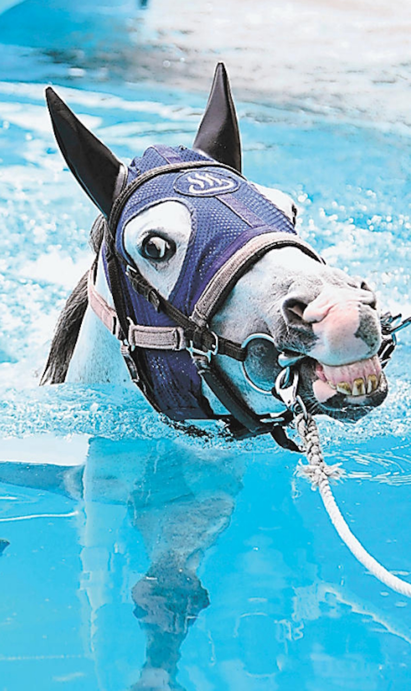 プールで泳ぐ競走馬