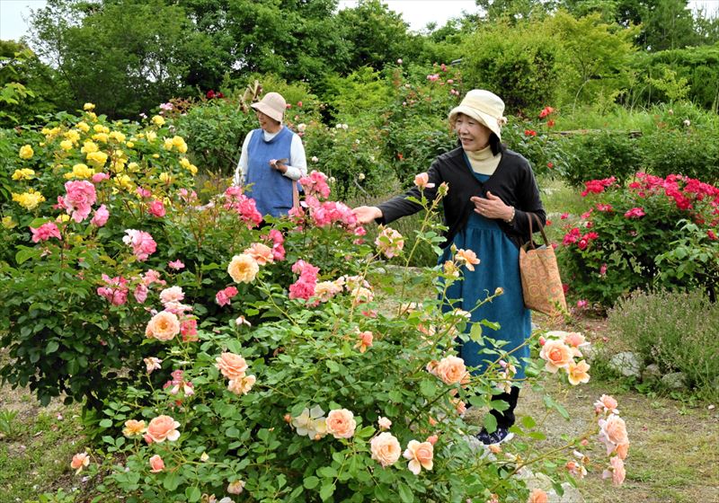 色とりどりの花が見頃を迎えたバラ=7日午前