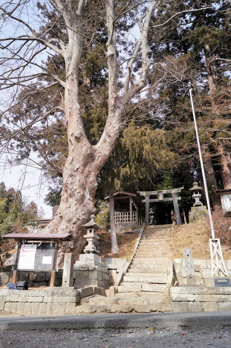 伐採される前の御神木の姿。二股に分かれた姿が特徴的だった