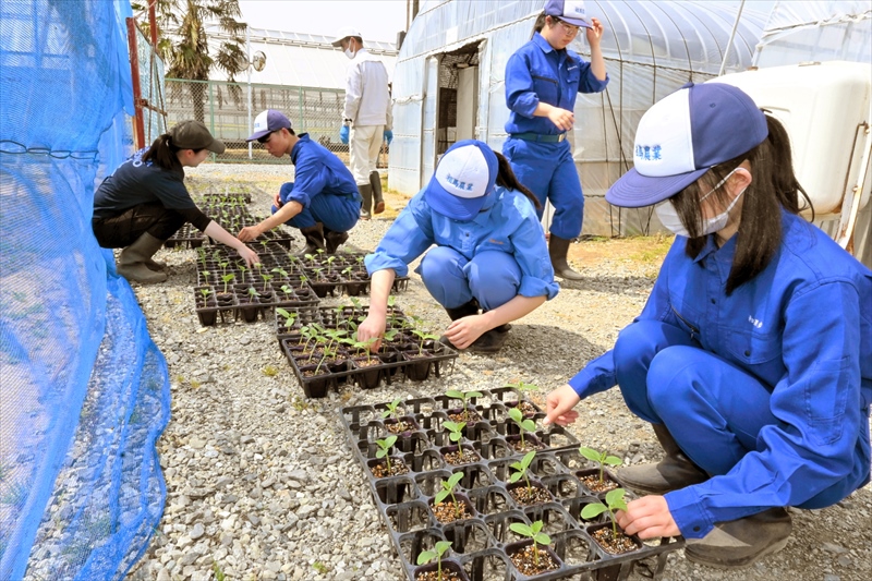 野菜苗の手入れをする野菜専攻班の生徒