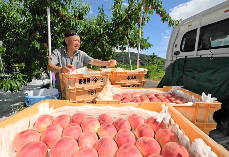 赤く色づく夏の恵み　福島県の県北地方で極わせモモの収穫スタート