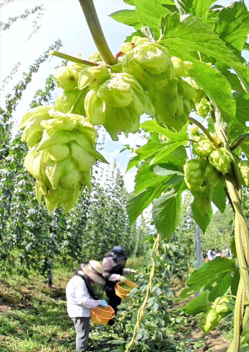 ビールの味、豊かに　ホップ手摘み最盛期　福島県田村市