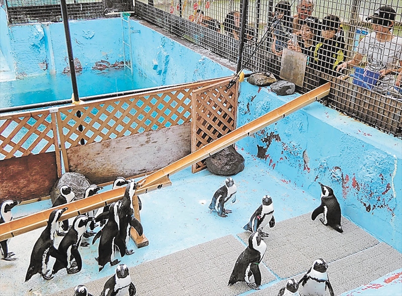 「ペンギンの流しアジ」人気　１７日まで、お盆限定イベント　福島県二本松市の東北サファリパーク