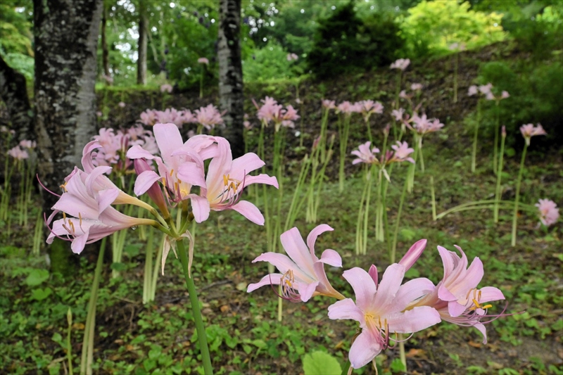 かれんに咲き誇るナツズイセンが見頃　福島県小野町塩庭の「アミゼの森」