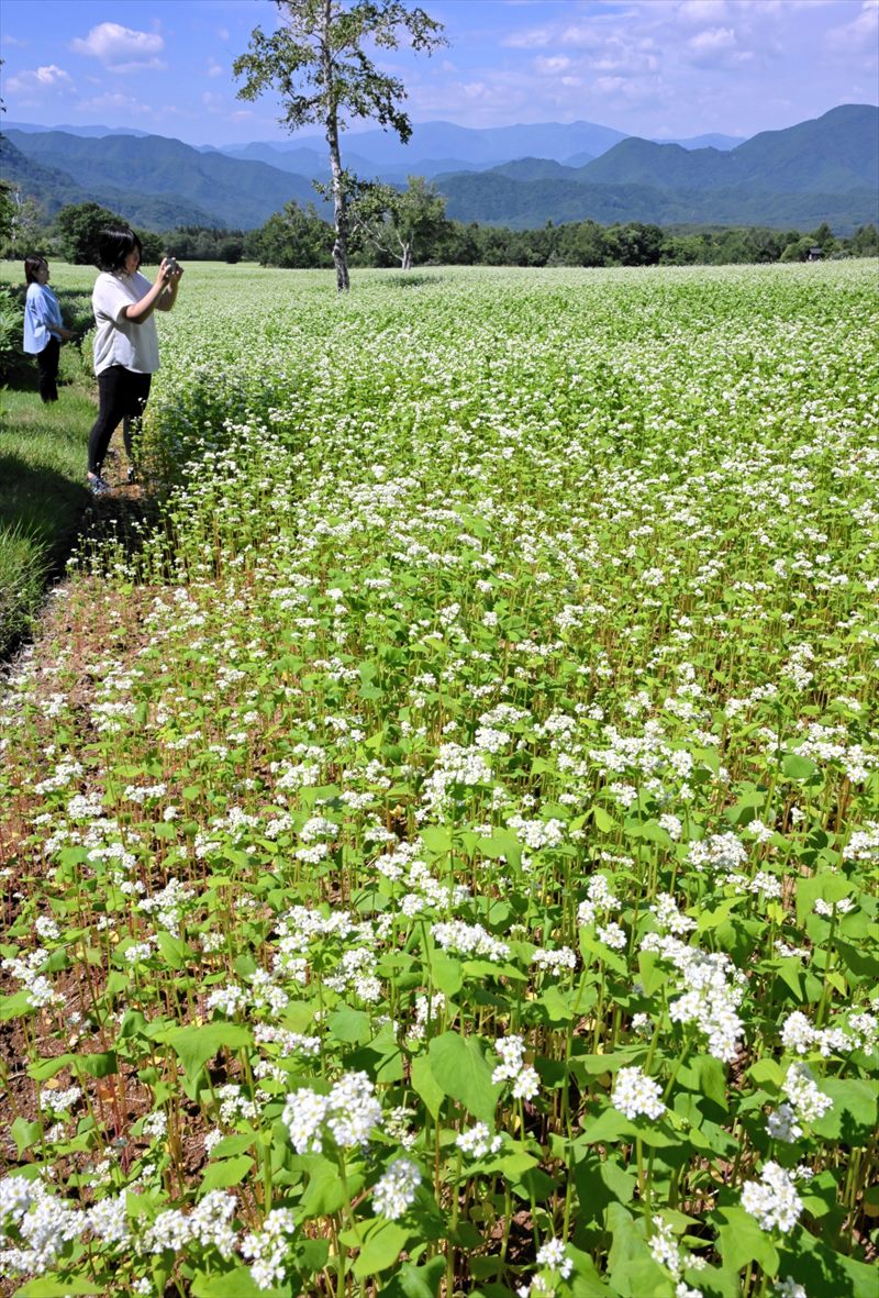 高原に白いじゅうたん　福島県南会津町・高杖原のソバ畑　９月上旬まで楽しめる