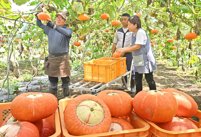 奥会津「赤カボチャ」空中ですくすく　福島県金山町で収穫始まる