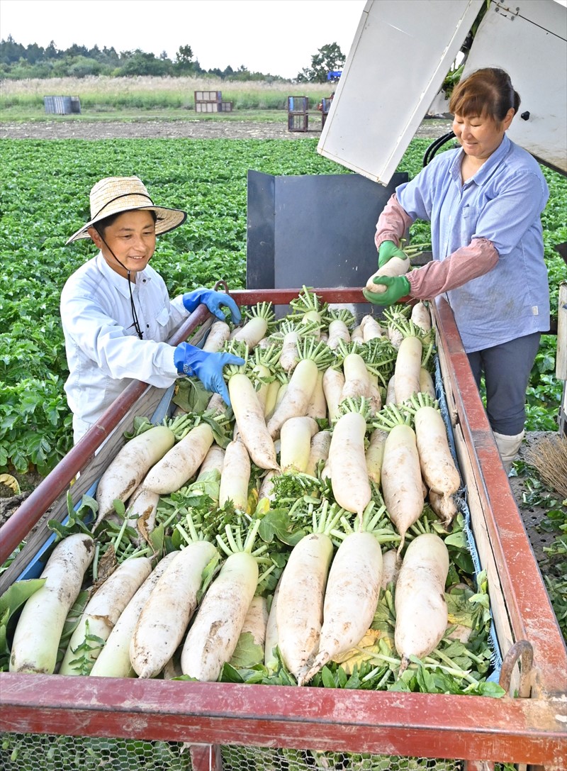 甘さ、みずみずしさ抜群　「布引ダイコン」収穫最盛期　福島県郡山市湖南町