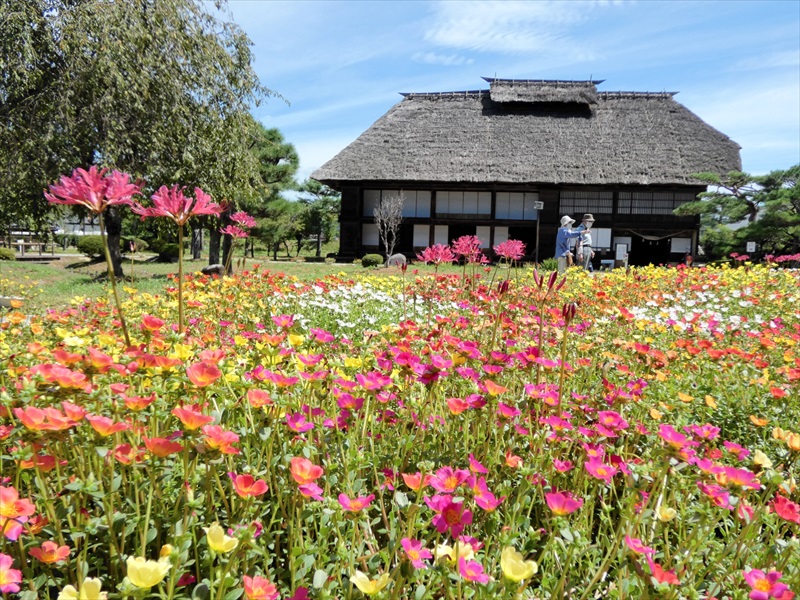 早咲きの花、繊細に　３０日から曼珠沙華まつり　福島県二本松市