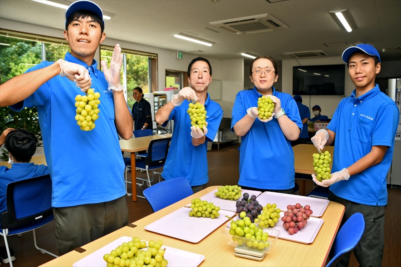 福島県富岡町の就労継続支援事業所でブドウの販売始まる　利用者らが栽培、梱包
