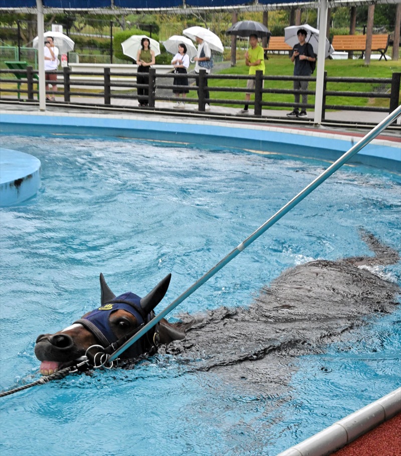柵が低くなり、見学しやすくなった競走馬用プール