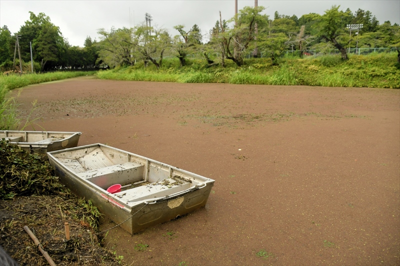 中村城跡周辺の堀に大量発生している赤い水草