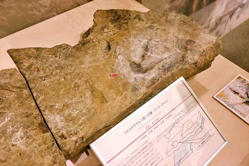 南相馬市博物館に展示されている恐竜の足跡の化石。ジェラシックワールド南相馬では同時代の化石を展示する