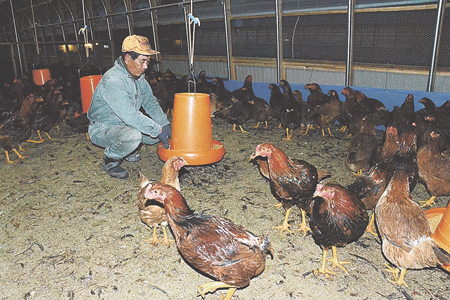 屋内飼育施設の整備が決まった「川俣シャモ」。中央奥は佐藤社長